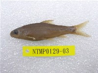 藏品(臺灣鏟頜魚)的圖片